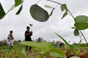 menino segurando uma muda de planta