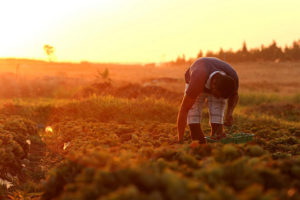 Na imagem um trabalhador rural colhe morangos ao pôr do sol