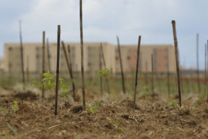 Na imagem, mudas plantas para recuperação de áreas de mata nativa