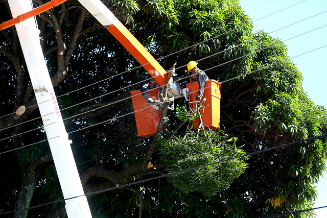 foto de um trabalhador em cima de um trator fazendo poda de uma árvore